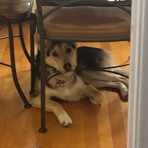 Meet your Posher, Nikka